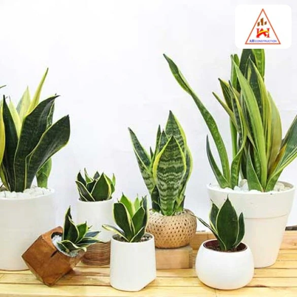 Cây Lưỡi Hổ Vàng