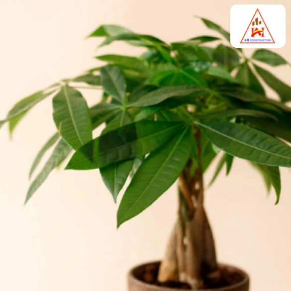 Cây Tiền (Pachira Aquatica)
