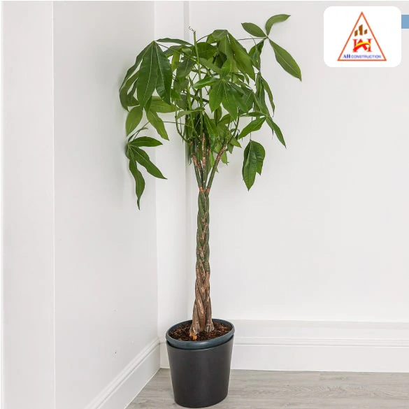 Cây Đại Thụ (Ficus Microcarpa)
